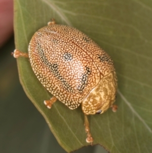 Paropsis atomaria (Eucalyptus leaf beetle) at Taylor, ACT by kasiaaus