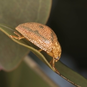 Paropsis atomaria at Taylor, ACT - 28 Feb 2024 01:14 PM