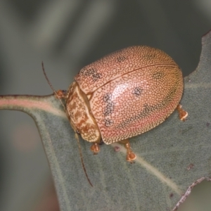 Paropsis atomaria at Taylor, ACT - 28 Feb 2024