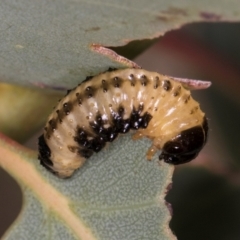 Paropsis atomaria (Eucalyptus leaf beetle) at Taylor, ACT - 28 Feb 2024 by kasiaaus