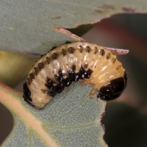 Paropsis atomaria at Taylor, ACT - 28 Feb 2024