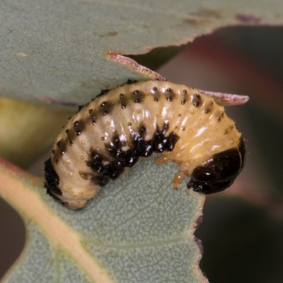 Paropsis atomaria (Eucalyptus leaf beetle) at Taylor, ACT - 28 Feb 2024 by kasiaaus