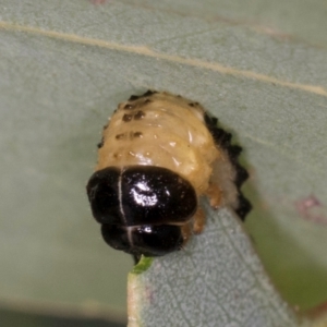 Paropsis atomaria at Taylor, ACT - 28 Feb 2024