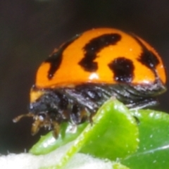 Coccinella transversalis (Transverse Ladybird) at Chute, VIC - 31 Oct 2015 by WendyEM