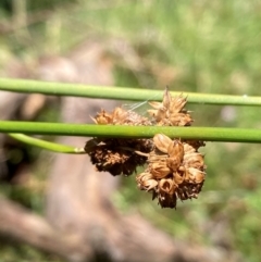 Juncus vaginatus (Clustered Rush) at Mount Majura - 28 Feb 2024 by waltraud