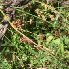 Juncus vaginatus at The Fair, Watson - 28 Feb 2024