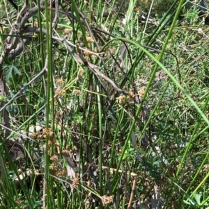 Juncus vaginatus at The Fair, Watson - 28 Feb 2024