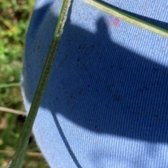 Juncus vaginatus at The Fair, Watson - 28 Feb 2024