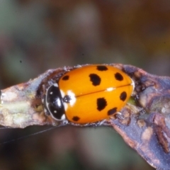Hippodamia variegata (Spotted Amber Ladybird) at Chute, VIC - 31 Oct 2015 by WendyEM