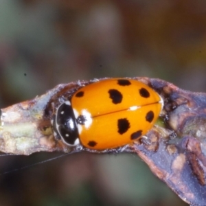 Hippodamia variegata at Chute, VIC - 31 Oct 2015 01:27 PM