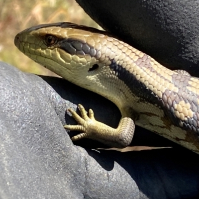 Tiliqua scincoides scincoides (Eastern Blue-tongue) at Kama - 28 Feb 2024 by SteveBorkowskis