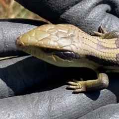 Tiliqua scincoides scincoides at Molonglo River Reserve - 28 Feb 2024