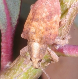 Gonipterus sp. (genus) at Chute, VIC - 31 Oct 2015 01:48 PM
