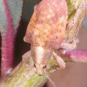 Gonipterus sp. (genus) at Chute, VIC - 31 Oct 2015
