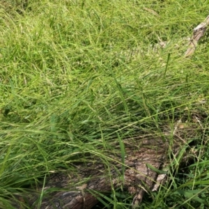 Microlaena stipoides at Mount Majura - 28 Feb 2024