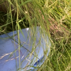 Microlaena stipoides at Mount Majura - 28 Feb 2024 01:50 PM