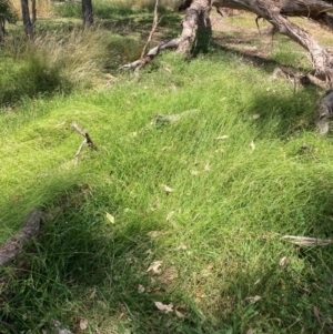 Microlaena stipoides at Mount Majura - 28 Feb 2024 01:50 PM