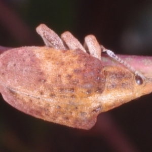 Gonipterus sp. (genus) at Chute, VIC - 31 Oct 2015 02:17 PM