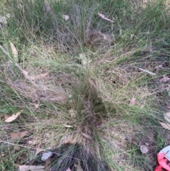 Nassella trichotoma (Serrated Tussock) at The Fair, Watson - 28 Feb 2024 by waltraud