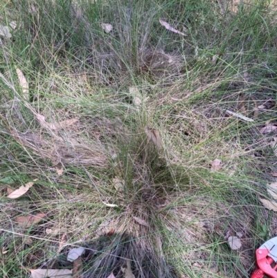 Nassella trichotoma (Serrated Tussock) at Mount Majura - 28 Feb 2024 by waltraud