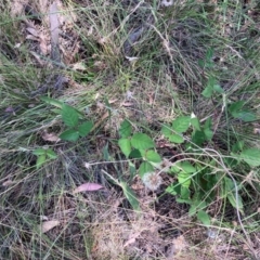 Rubus anglocandicans (Blackberry) at Mount Majura - 28 Feb 2024 by waltraud