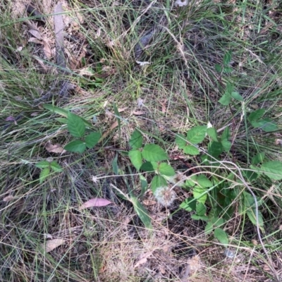 Rubus anglocandicans (Blackberry) at Watson, ACT - 28 Feb 2024 by waltraud