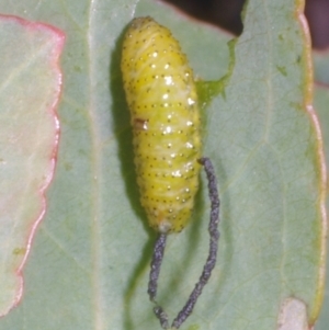 Oxyops sp. (genus) at Chute, VIC - 31 Oct 2015 01:05 PM