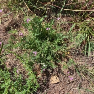 Erodium cicutarium at The Fair, Watson - 28 Feb 2024