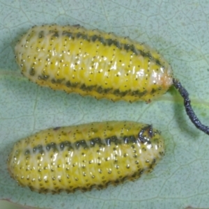 Oxyops sp. (genus) at Chute, VIC - 31 Oct 2015 01:06 PM