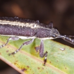 Rhinaria sp. (genus) (Unidentified Rhinaria weevil) at Chute, VIC - 31 Oct 2015 by WendyEM
