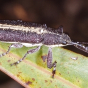 Rhinaria sp. (genus) at Chute, VIC - 31 Oct 2015