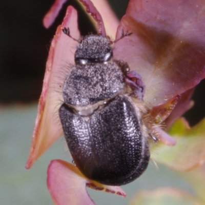 Unidentified Other beetle at Chute, VIC - 31 Oct 2015 by WendyEM