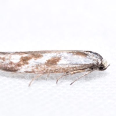 Unidentified Concealer moth (Oecophoridae) at Jerrabomberra, NSW - 27 Feb 2024 by DianneClarke