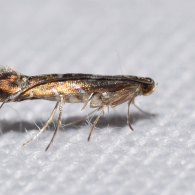 Conopomorpha heliopla (a Lizard Moth, Gracillariidae) at QPRC LGA - 25 Feb 2024 by DianneClarke