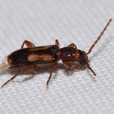 Adrium artifex (Longhorn beetle) at Jerrabomberra, NSW - 25 Feb 2024 by DianneClarke