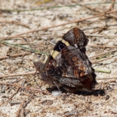 Vanessa itea (Yellow Admiral) at Point Hut Pond - 7 Feb 2024 by RomanSoroka