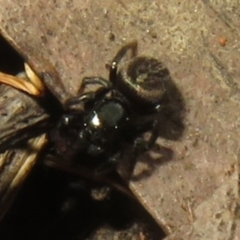 Unidentified Jumping or peacock spider (Salticidae) at Namadgi National Park - 26 Feb 2024 by Christine