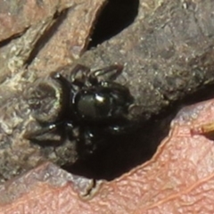 Salticidae (family) at Namadgi National Park - 26 Feb 2024 05:24 PM