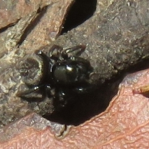 Salticidae (family) at Namadgi National Park - 26 Feb 2024 05:24 PM