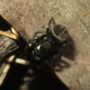 Salticidae (family) at Namadgi National Park - 26 Feb 2024 05:24 PM