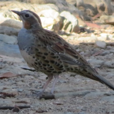 Cinclosoma punctatum (Spotted Quail-thrush) at Namadgi National Park - 26 Feb 2024 by Christine