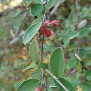 Cotoneaster glaucophyllus at Cook, ACT - 28 Feb 2024 06:26 PM