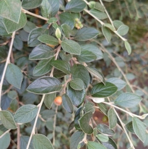 Cotoneaster glaucophyllus at Cook, ACT - 28 Feb 2024 06:26 PM