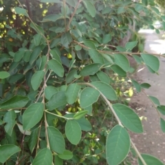 Cotoneaster glaucophyllus at Cook, ACT - 28 Feb 2024