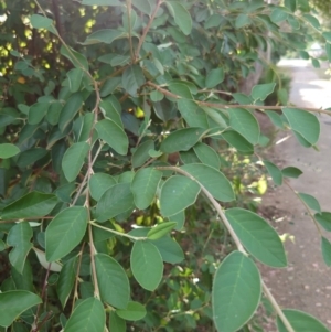 Cotoneaster glaucophyllus at Cook, ACT - 28 Feb 2024