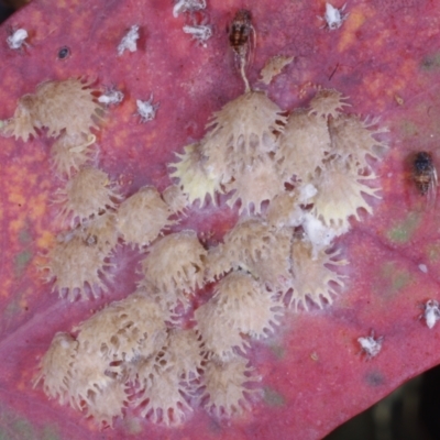 Cardiaspina sp. (genus) (Lace or Basket lerp) at Chute, VIC - 31 Oct 2015 by WendyEM