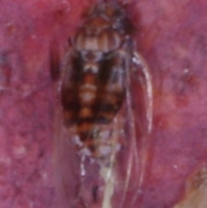 Cardiaspina sp. (genus) at Chute, VIC - 31 Oct 2015