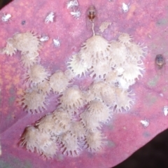 Cardiaspina sp. (genus) at Chute, VIC - 31 Oct 2015 04:29 PM