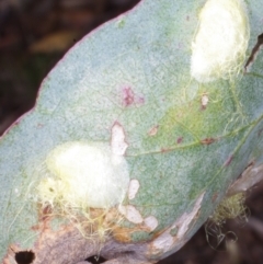 Unidentified Psyllid, lerp, aphid or whitefly (Hemiptera, several families) at Chute, VIC - 31 Oct 2015 by WendyEM