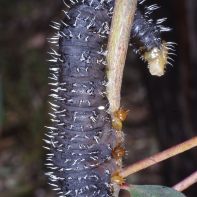 Unidentified Sawfly (Hymenoptera, Symphyta) at Chute, VIC - 31 Oct 2015 by WendyEM